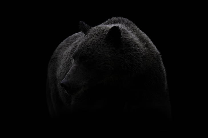 THE BEAR RAPTURE PROPHECY 2: A BLACK BEAR DINER AND RUSSIA’S LAND DEMAND